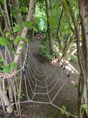 LW Woodland 4